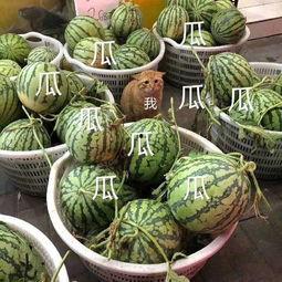 吃娱乐瓜会怎么样,揭秘吃瓜群众的快乐与风险