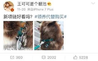 娱乐吃瓜酱送小狗视频下载,萌宠来袭，温馨瞬间尽收眼底